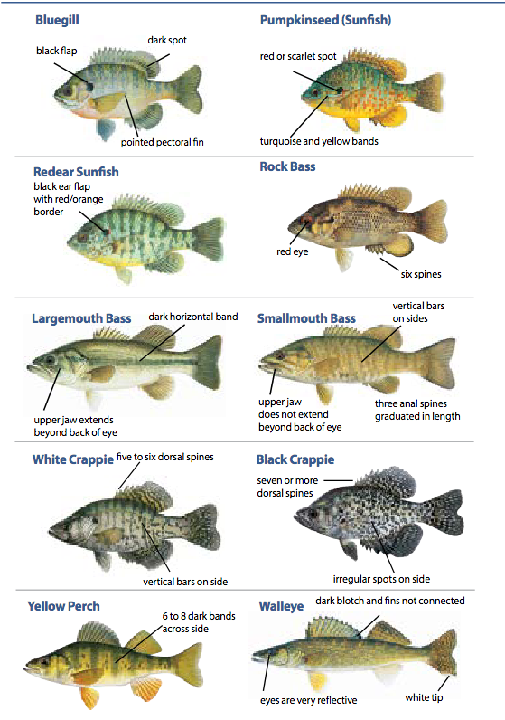 KIT VITI E GOMMINI MARMITTA ORIGINALE GILERA EAGLET ORIGINALE PIAGGIO 433060 161136104045 E1484143621678 - Foto 6